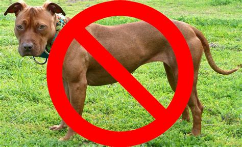 reddit pitbulls|where are pitbulls banned.